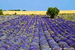 Lavanda con albero.jpg